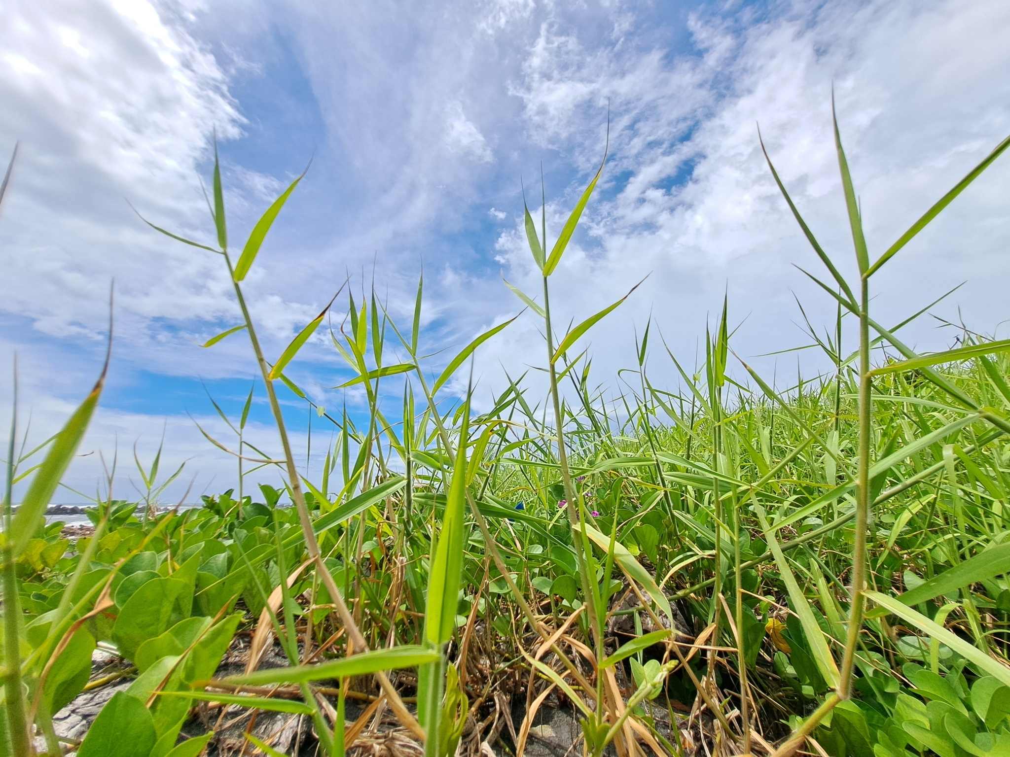 Urochloa mutica