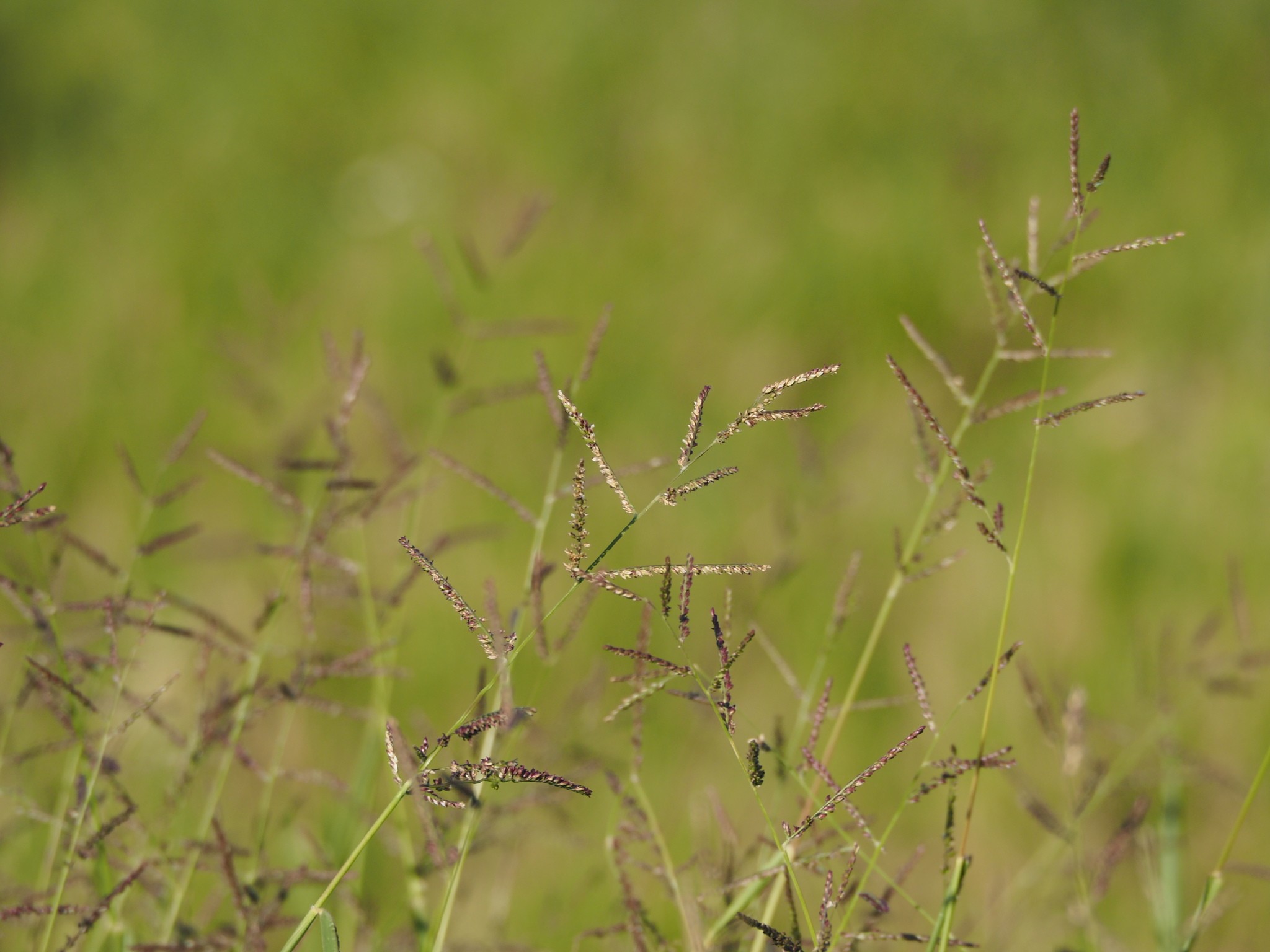 Urochloa mutica