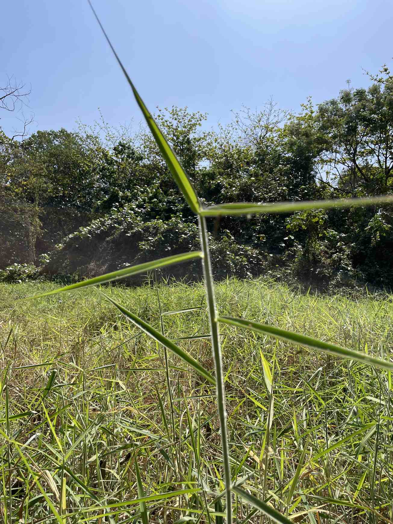 Urochloa mutica