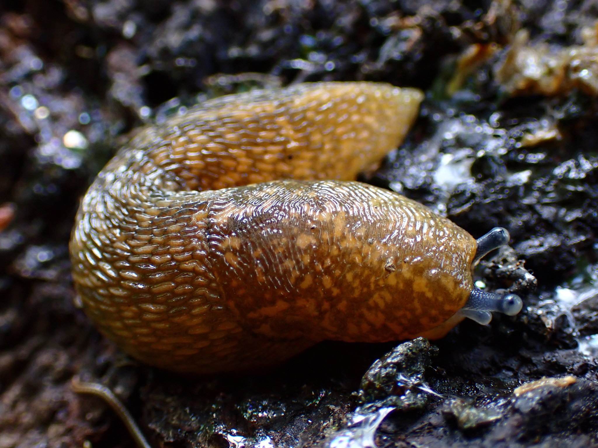 Limacus flavus