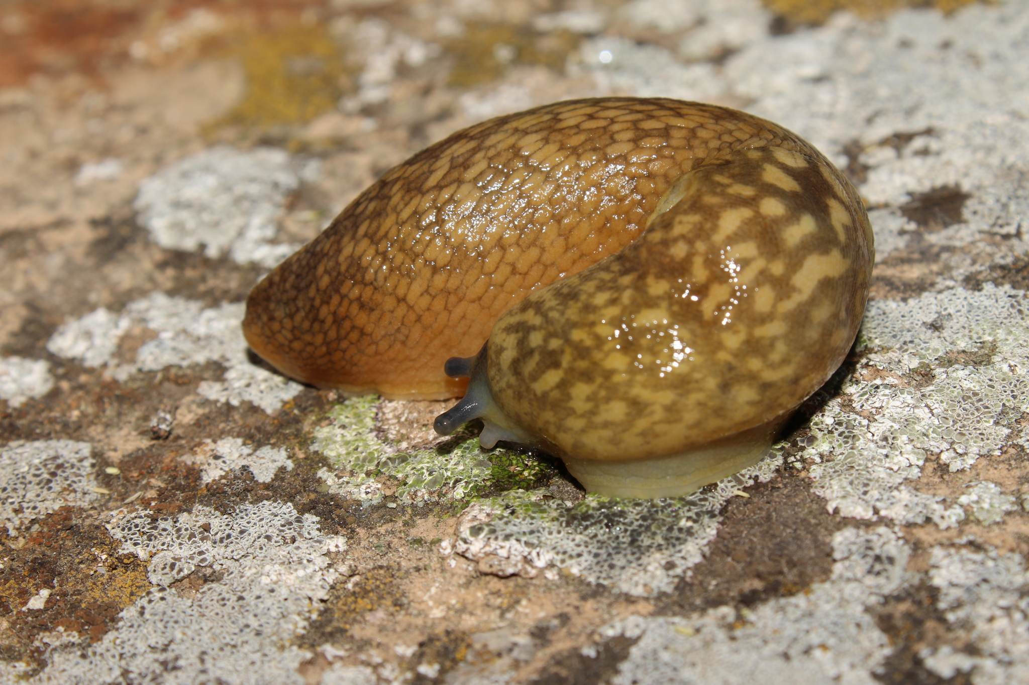 Limacus flavus