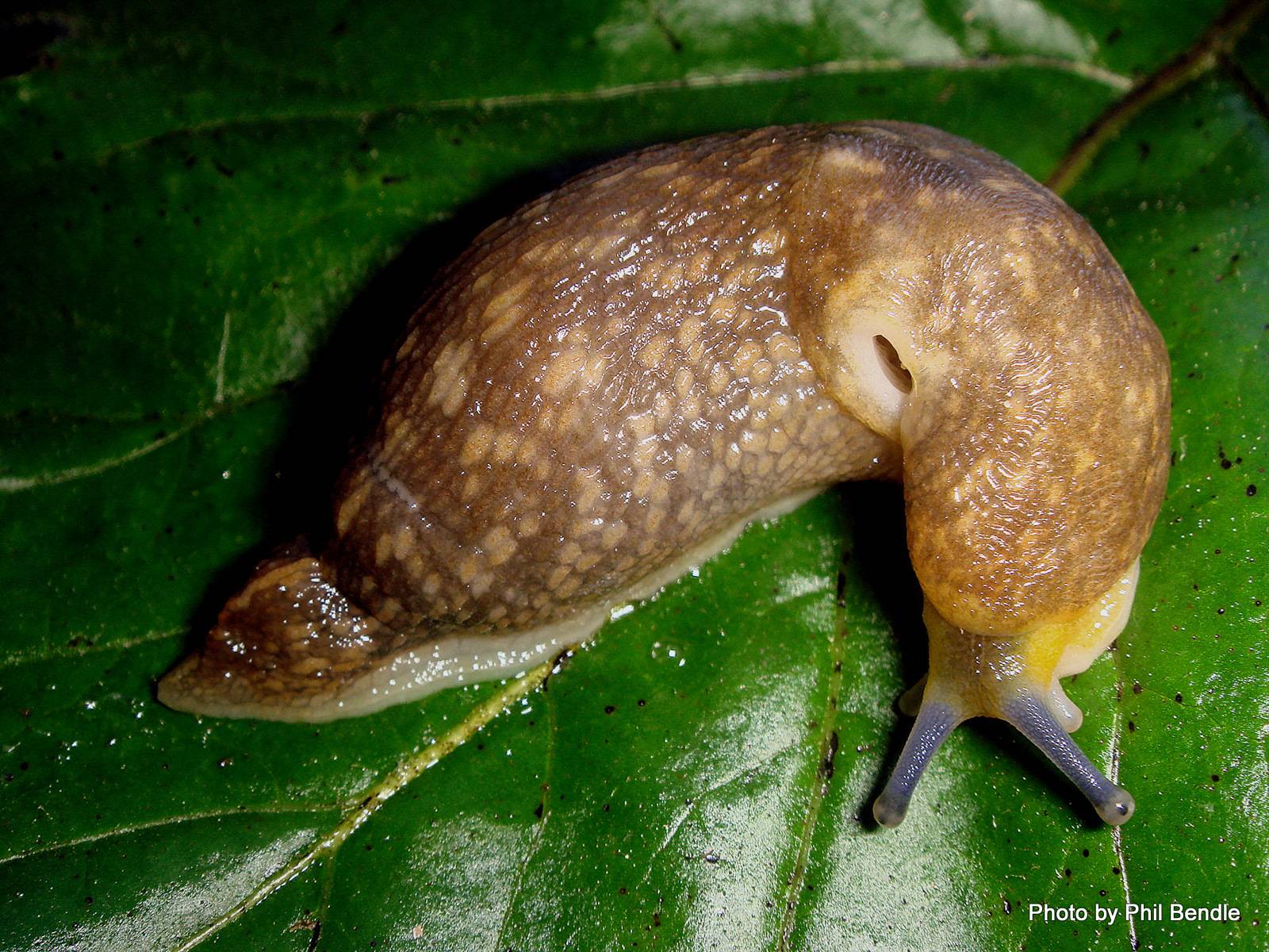 Limacus flavus
