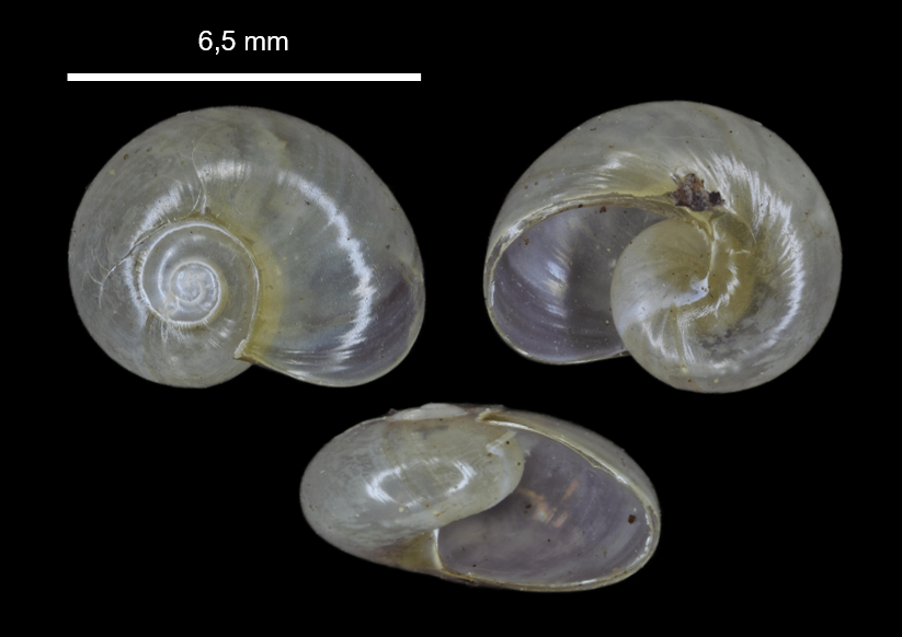 Phenacolimax major