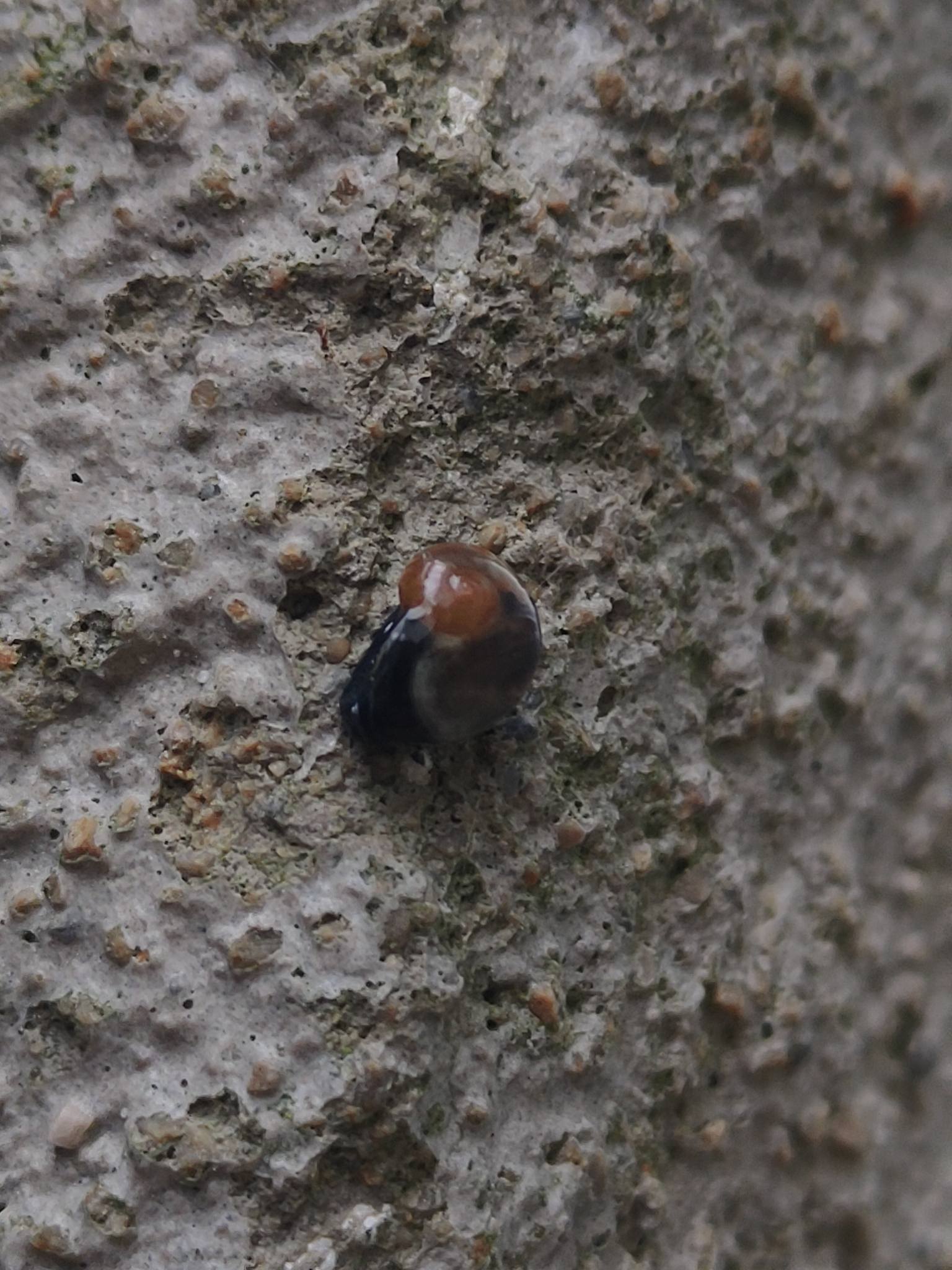 Phenacolimax major