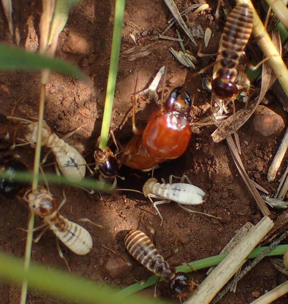 Hodotermes mossambicus