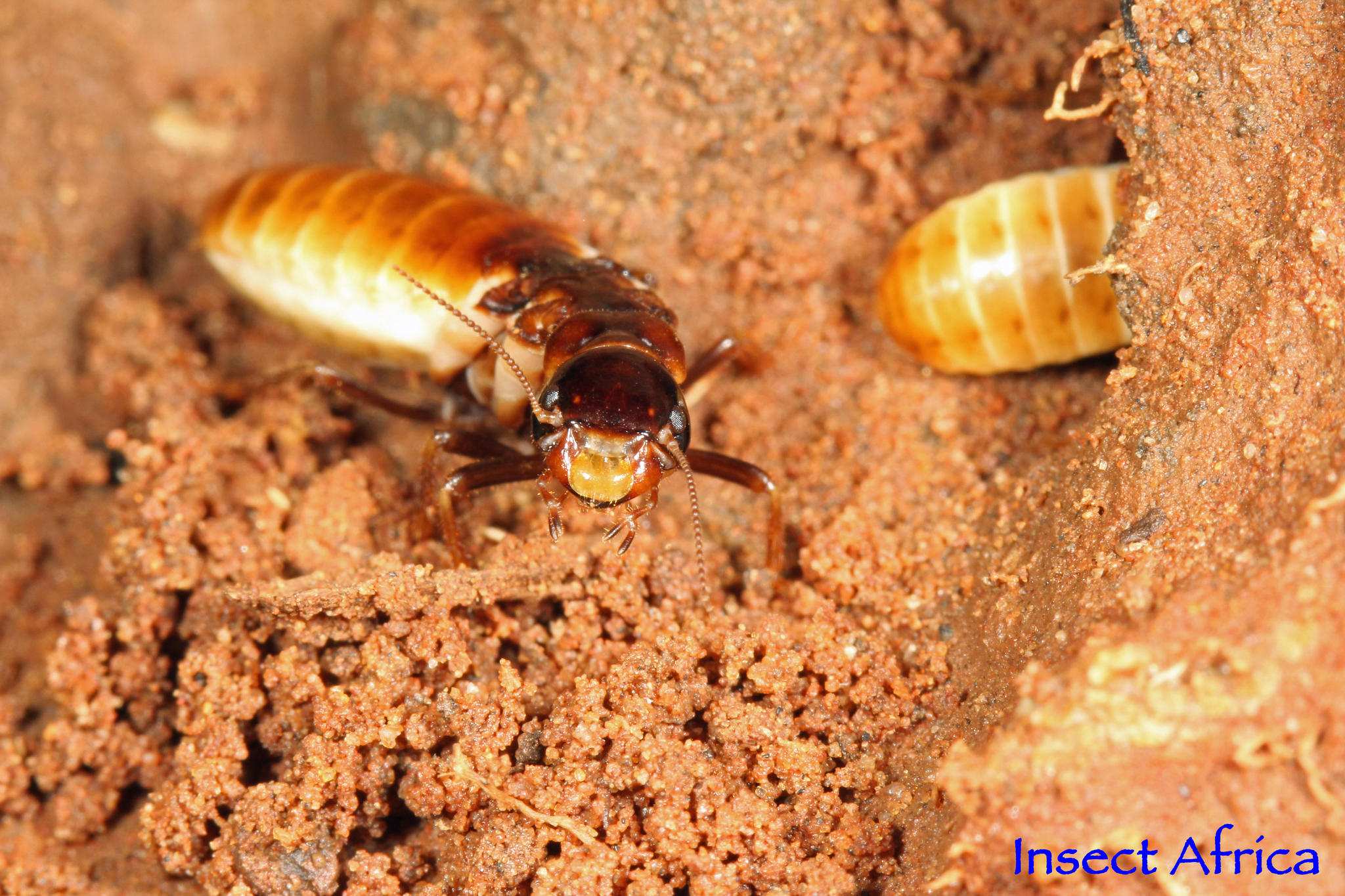 Hodotermes mossambicus