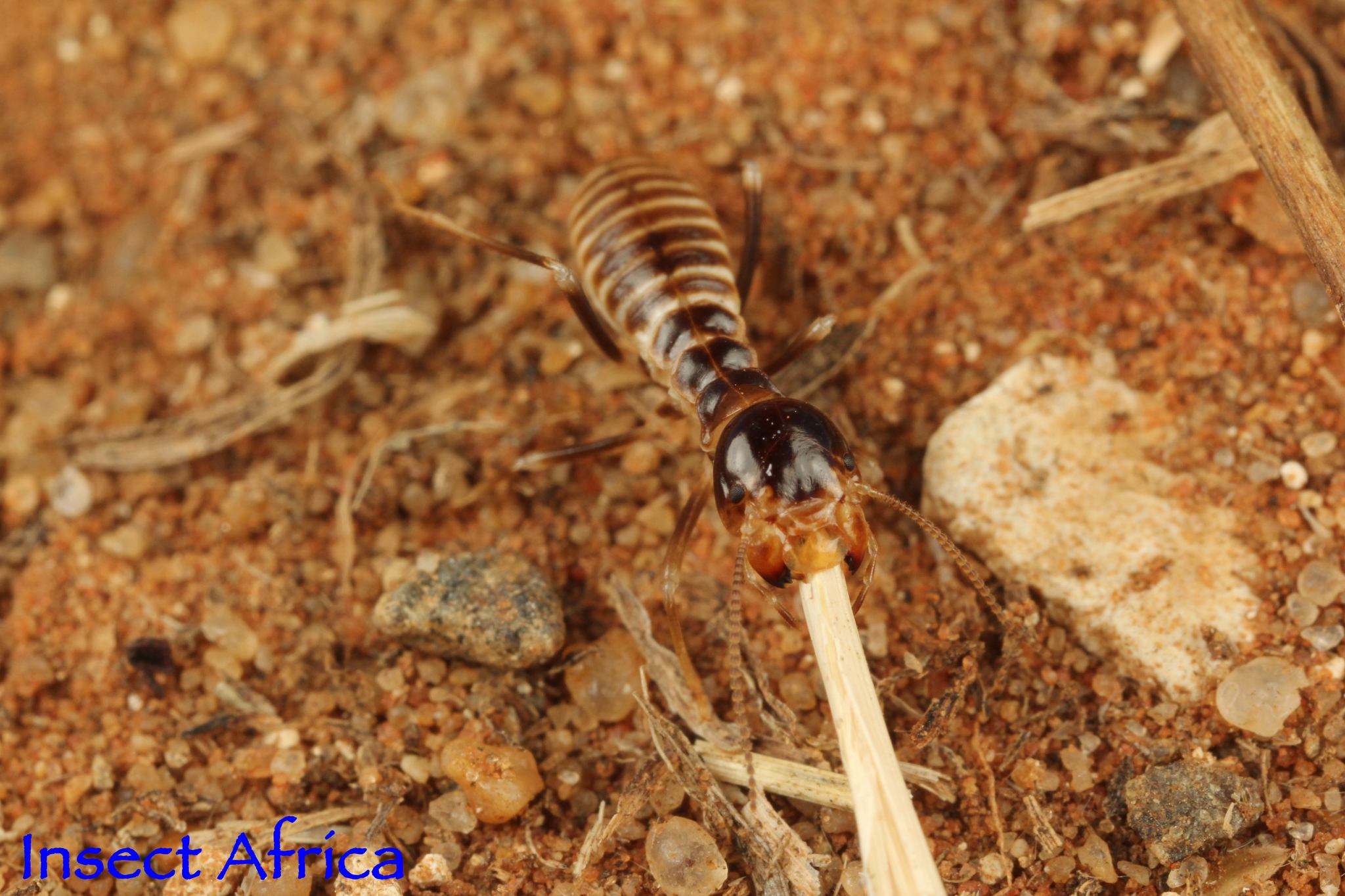 Hodotermes mossambicus