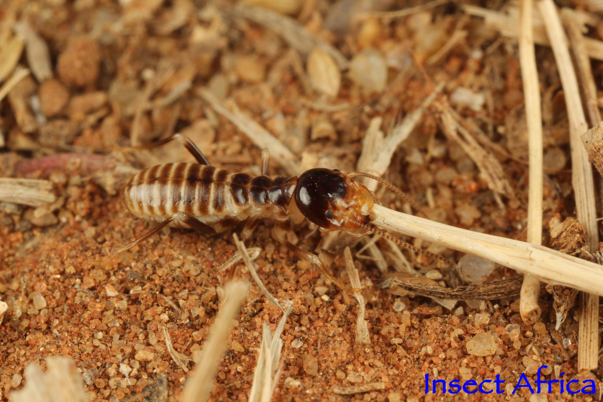 Hodotermes mossambicus