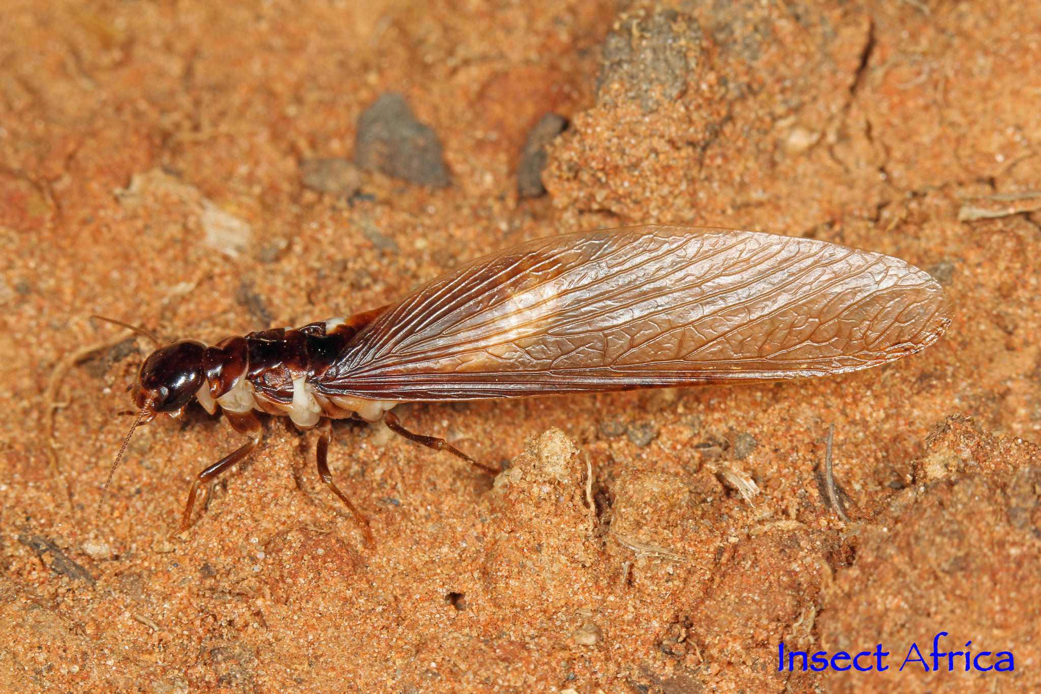 Hodotermes mossambicus