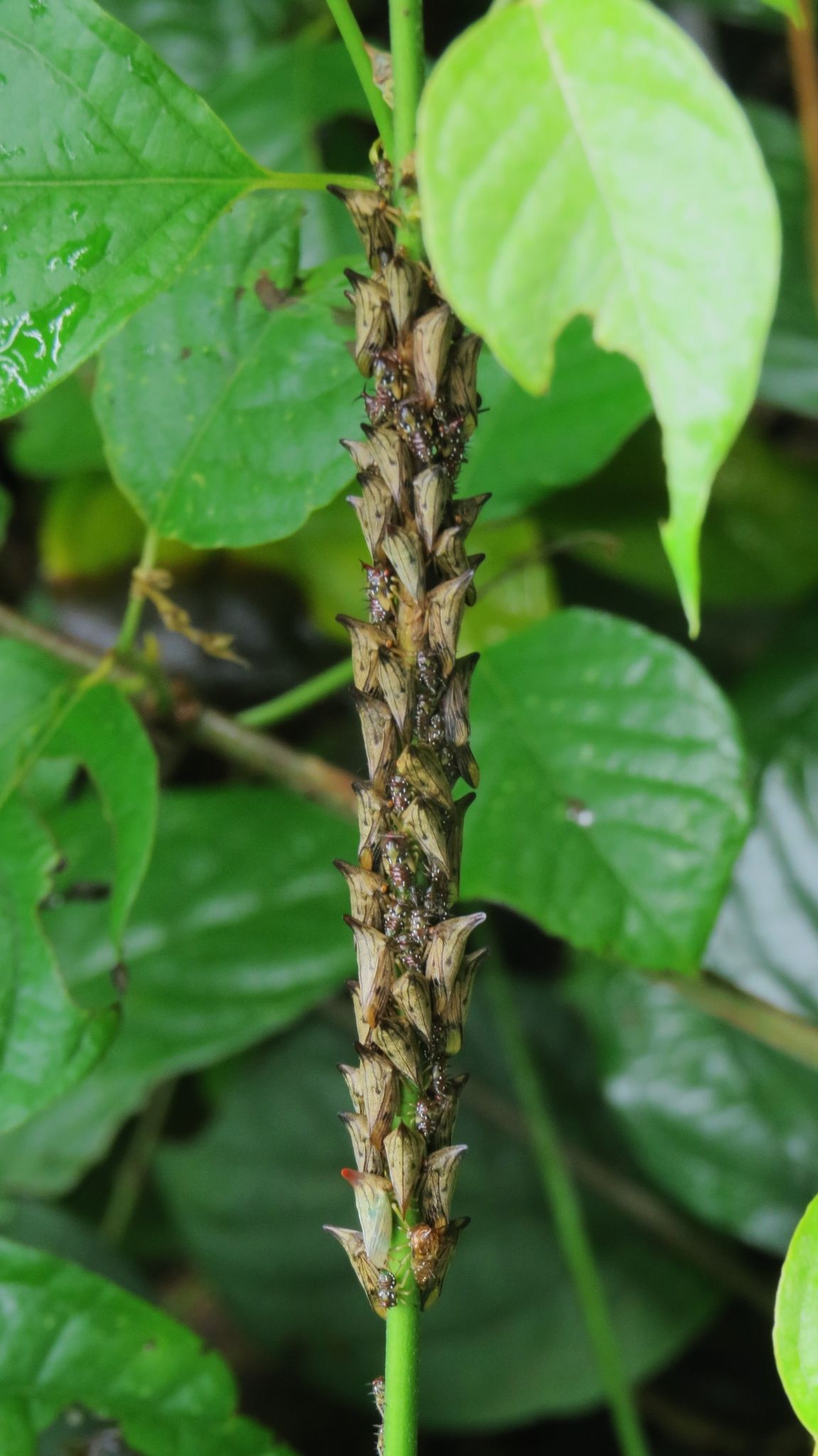 Aconophora mexicana