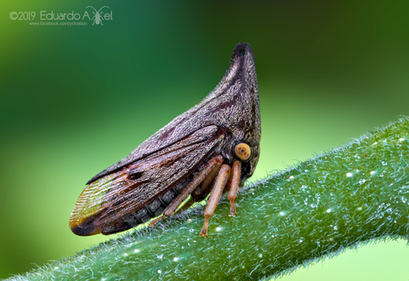 Aconophora mexicana