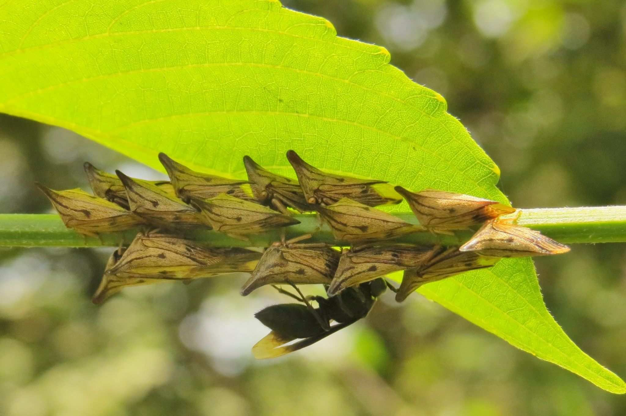 Aconophora mexicana