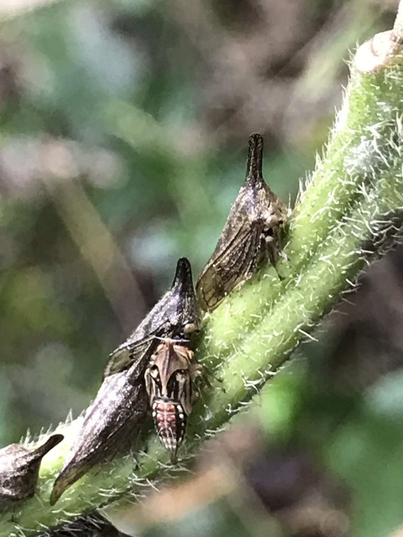 Aconophora mexicana