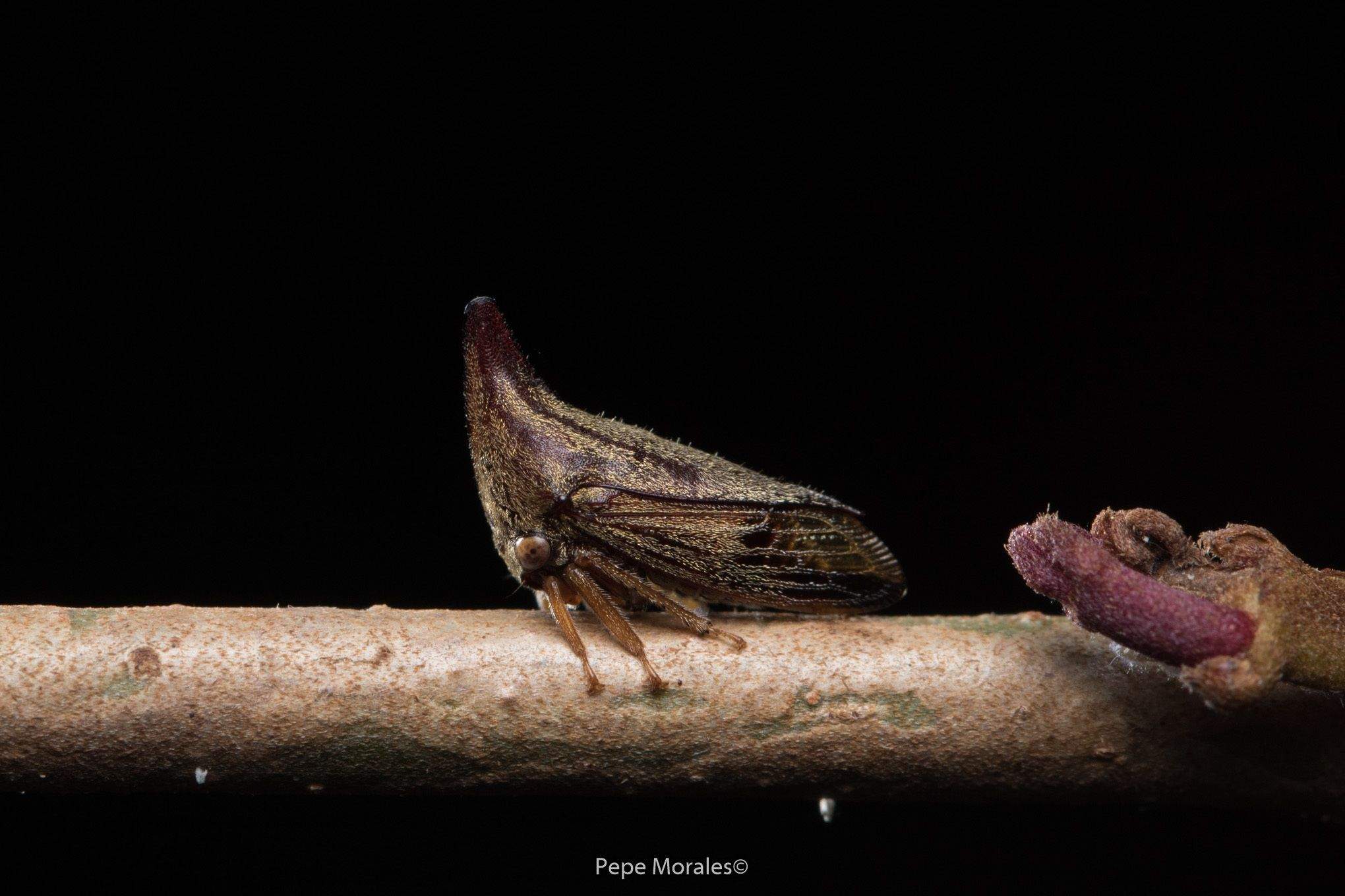 Aconophora mexicana