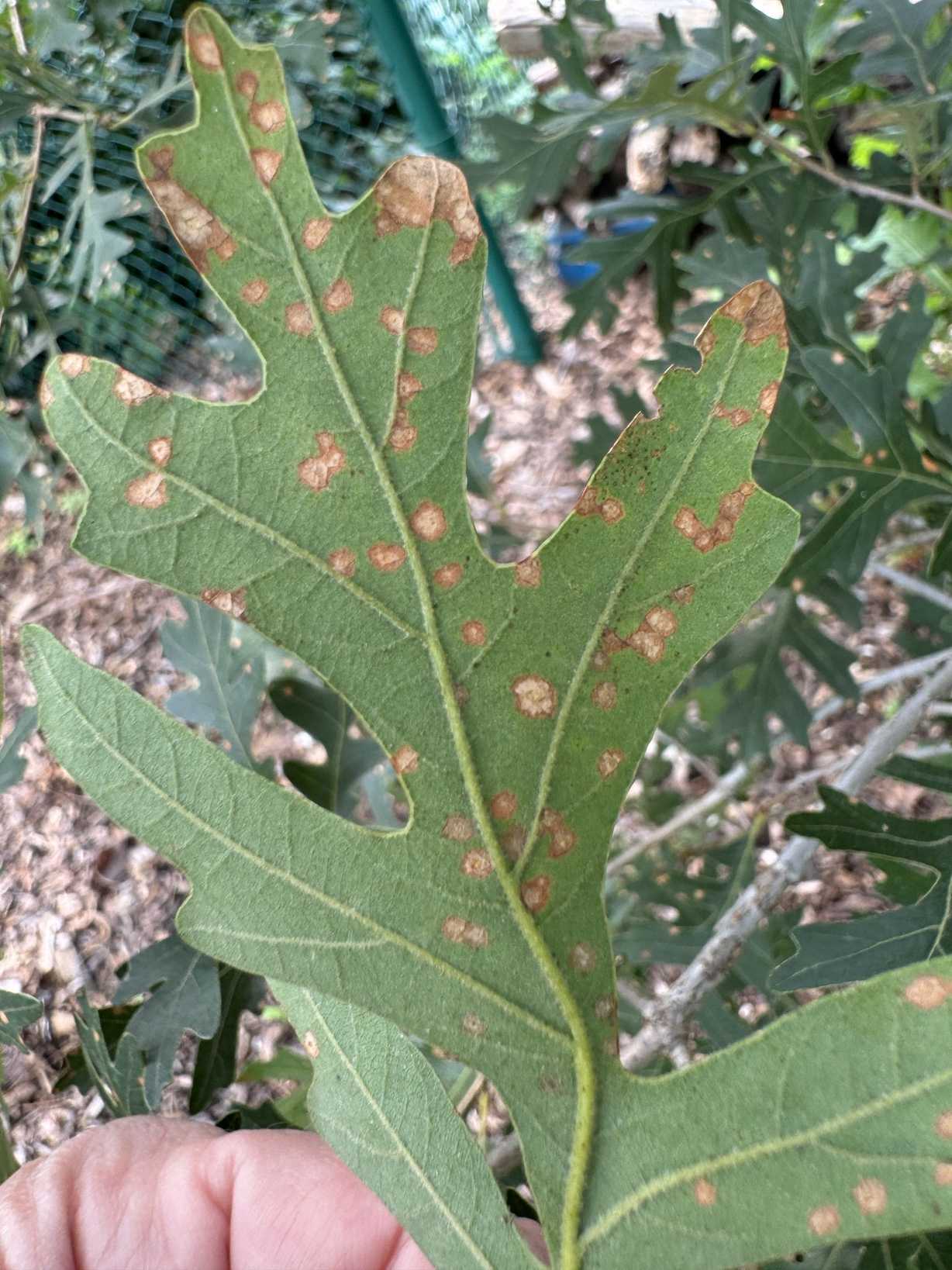 Tubakia dryina