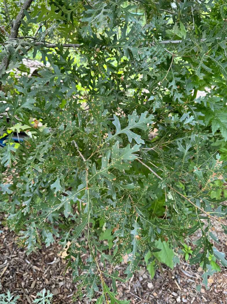 Tubakia dryina
