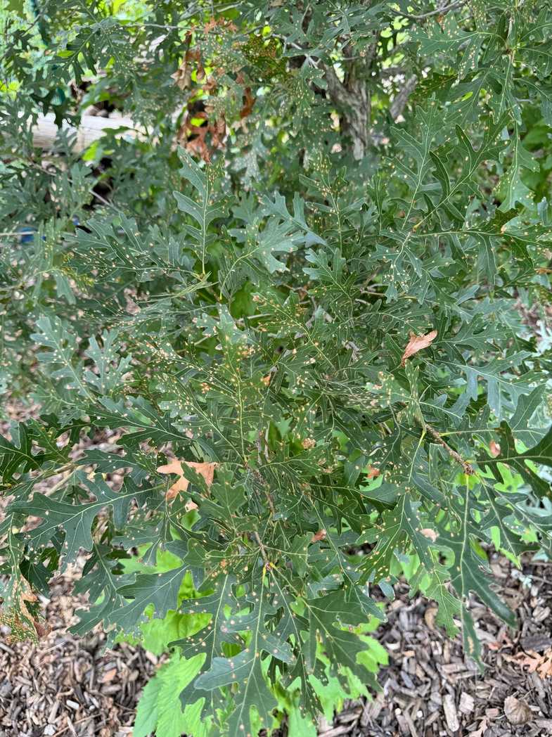 Tubakia dryina