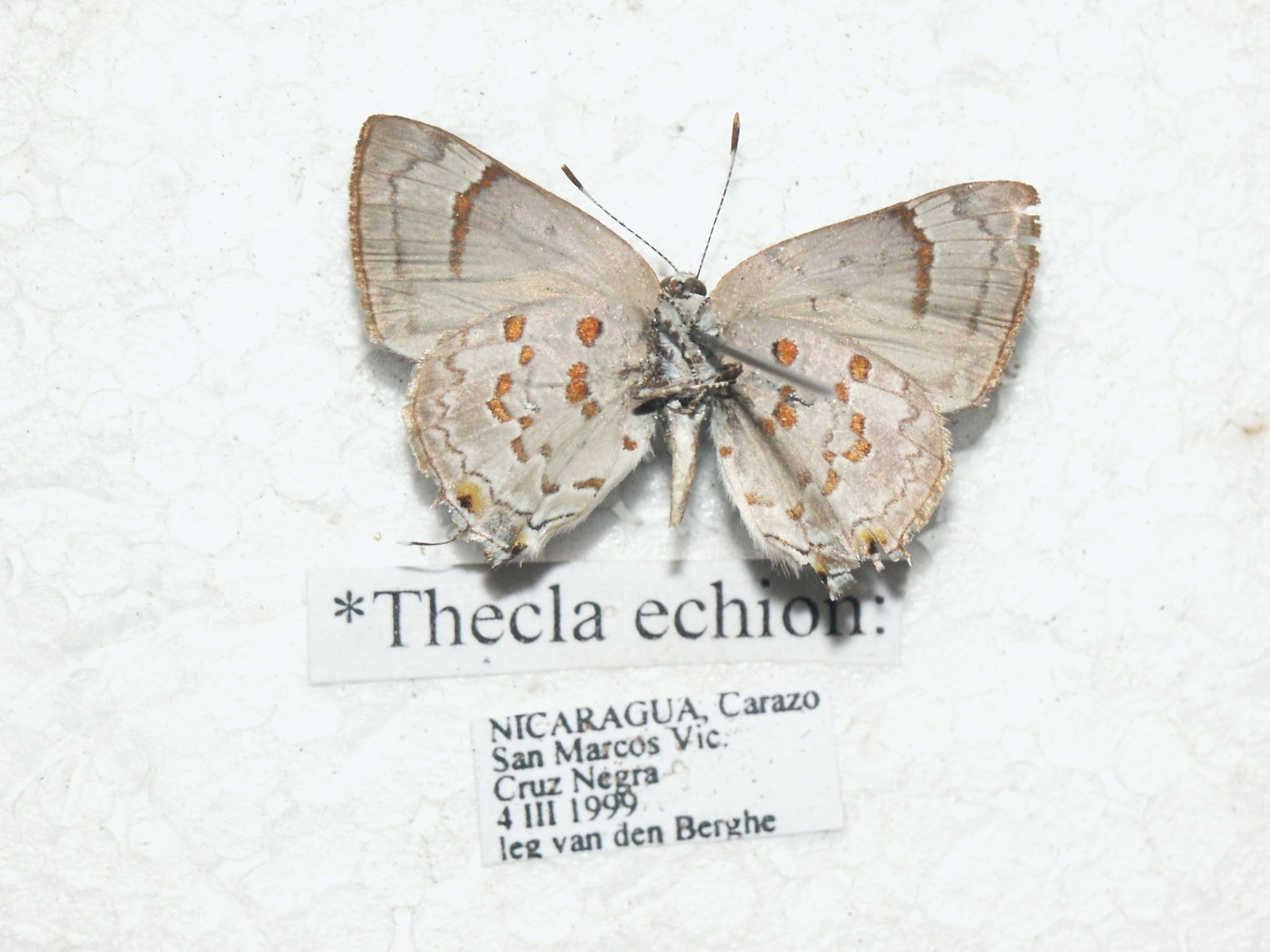 Tmolus echion