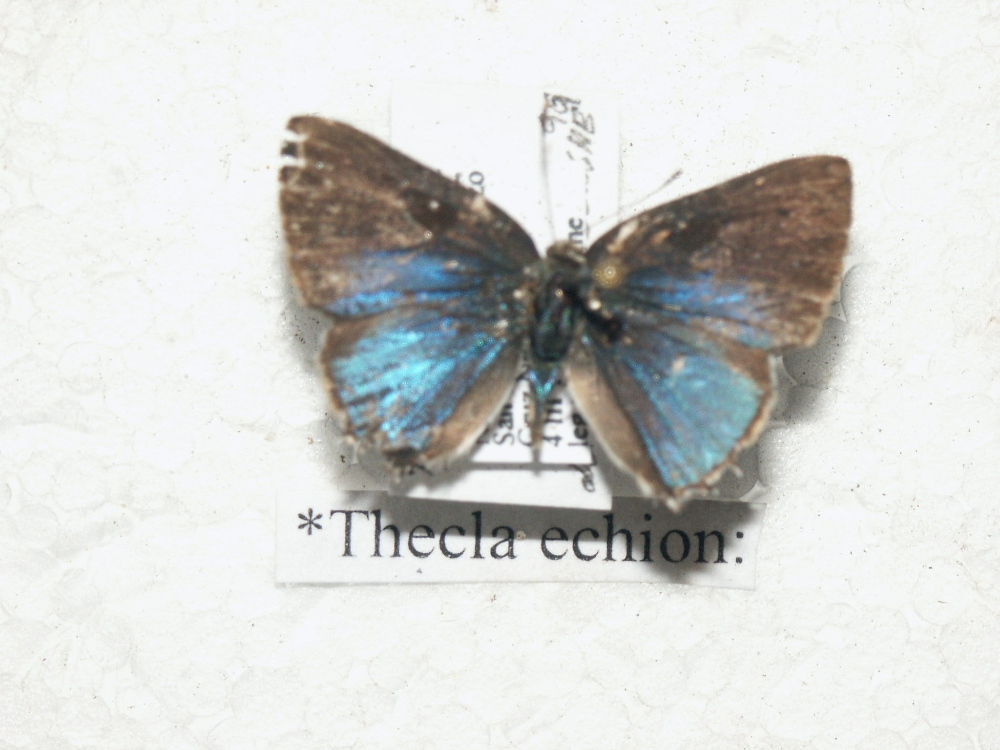 Tmolus echion