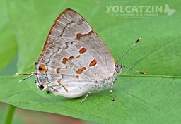 Tmolus echion
