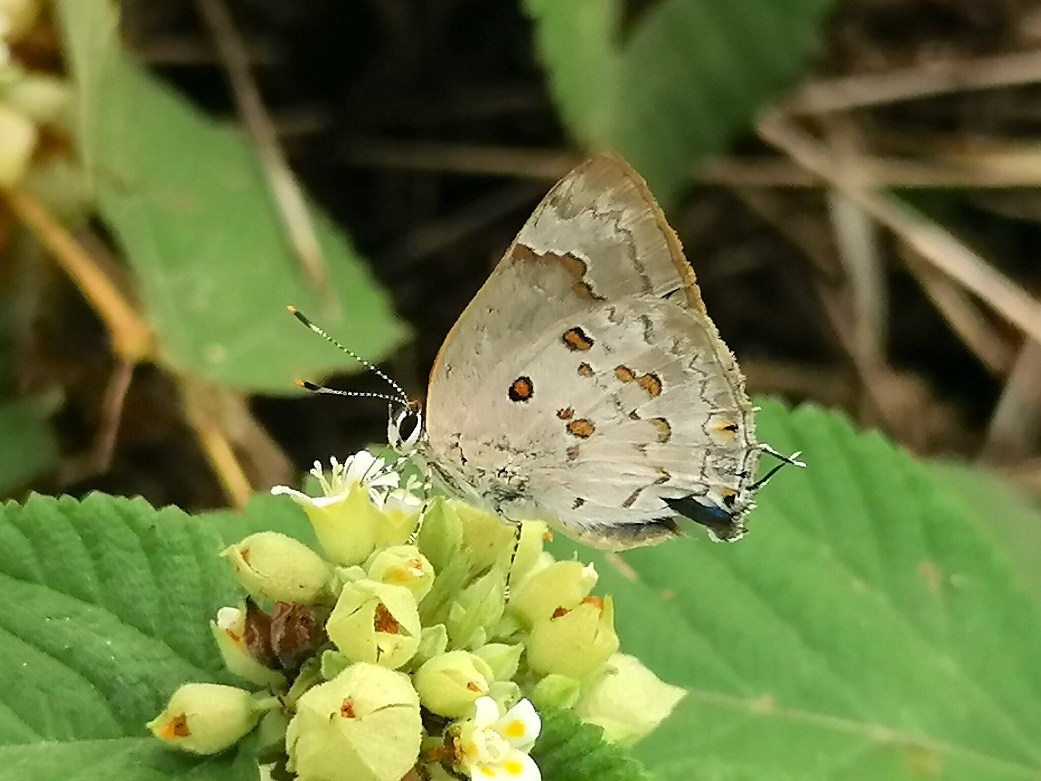 Tmolus echion