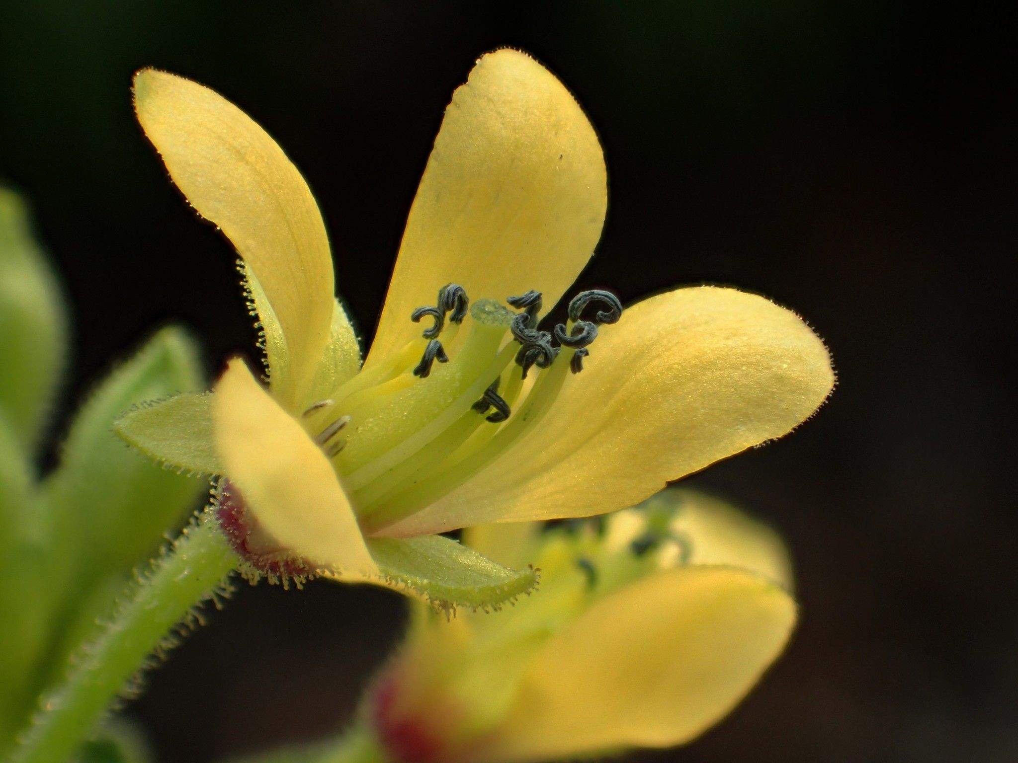 Corynandra viscosa