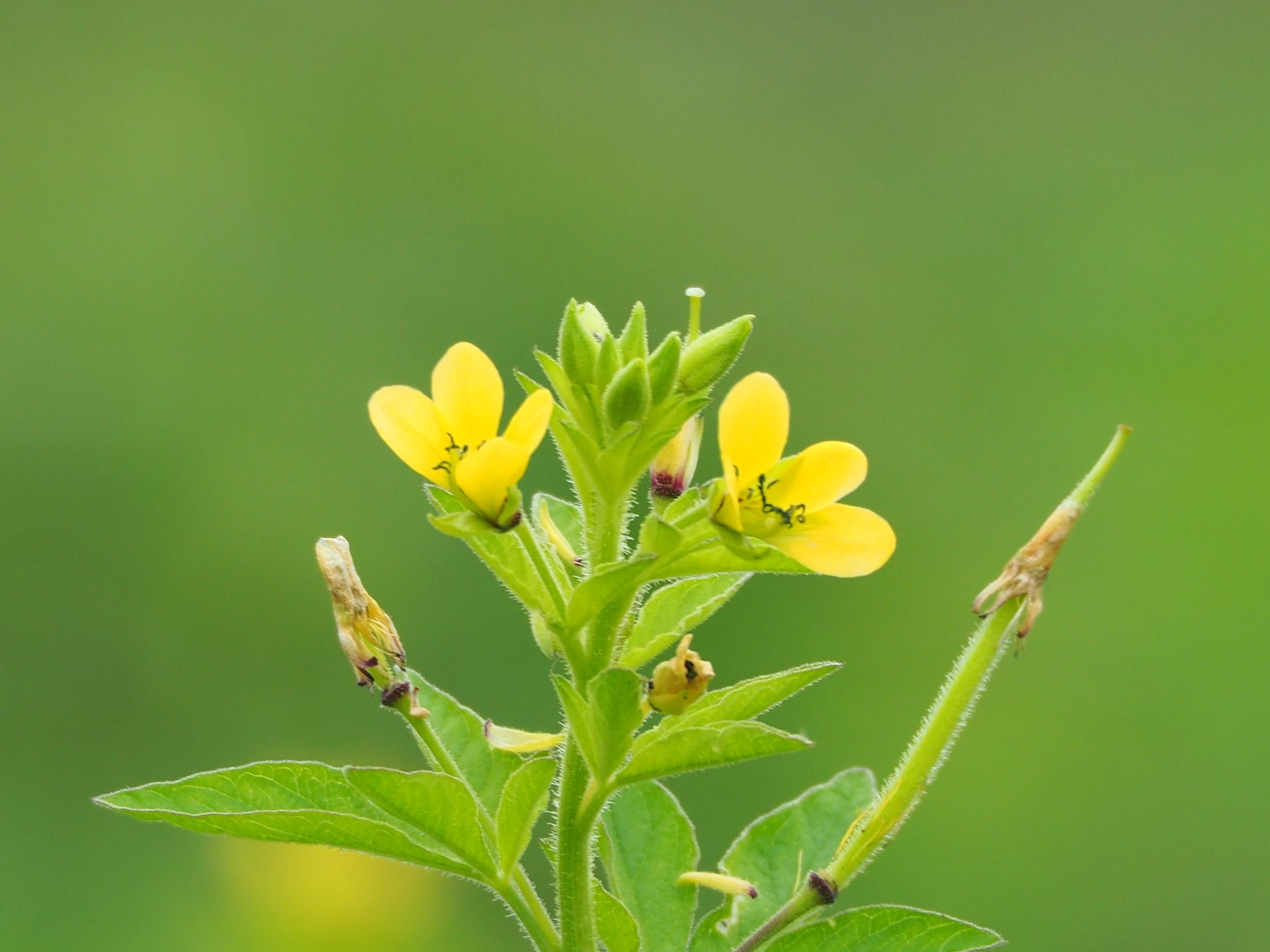 Corynandra viscosa