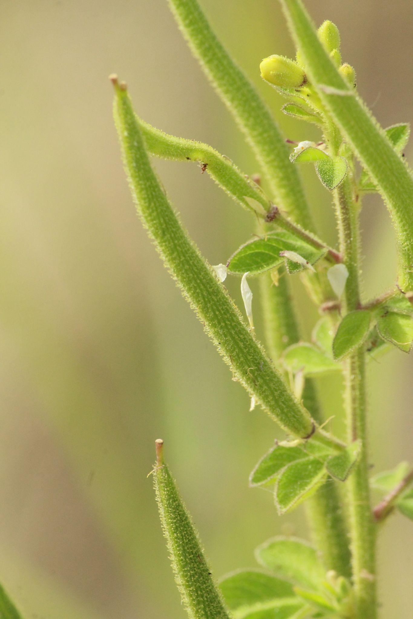 Corynandra viscosa