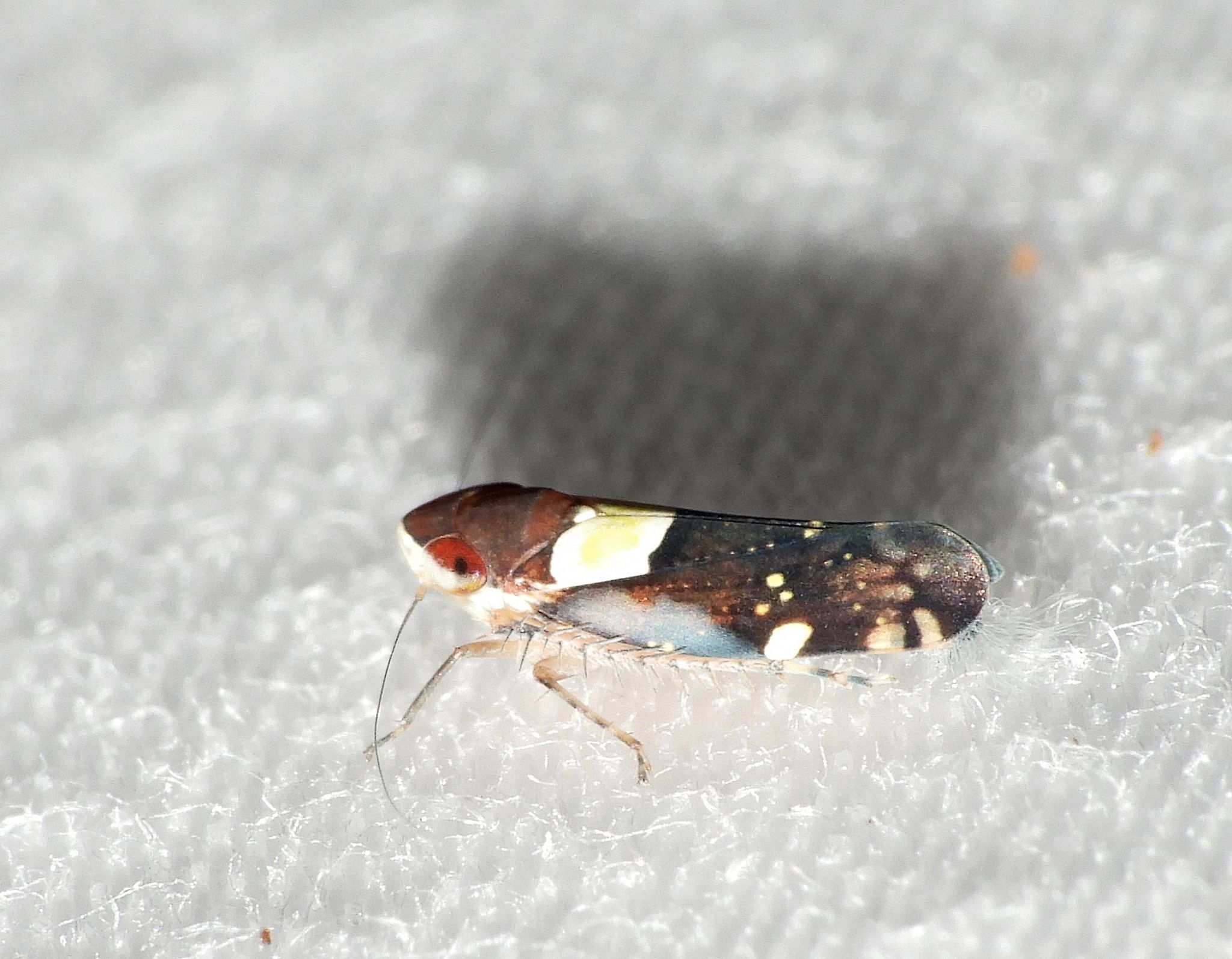 Portanus