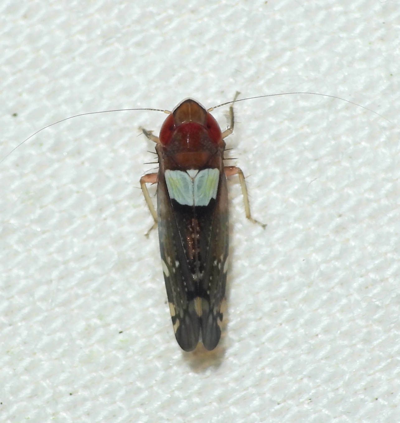 Portanus