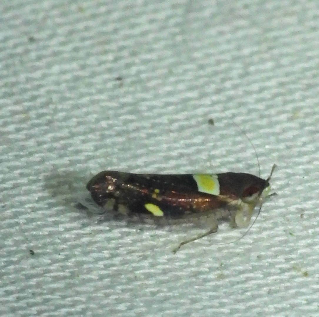 Portanus