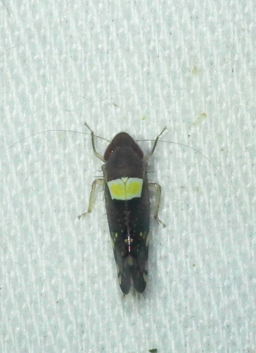 Portanus
