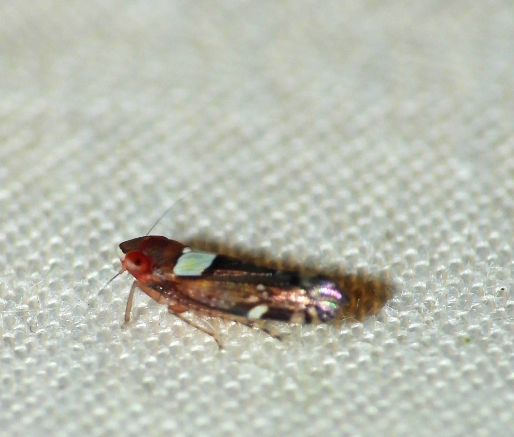 Portanus