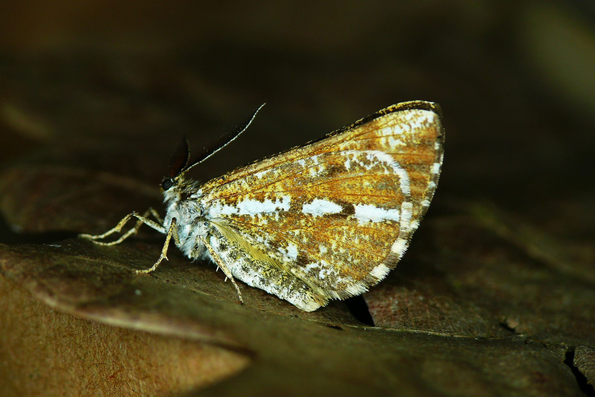 Bupalus piniaria