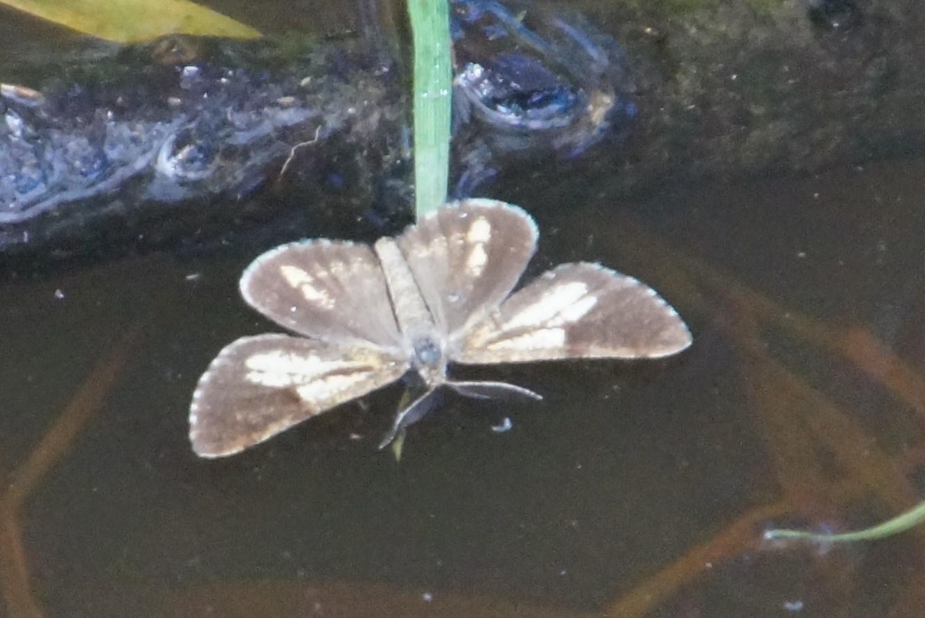 Bupalus piniaria