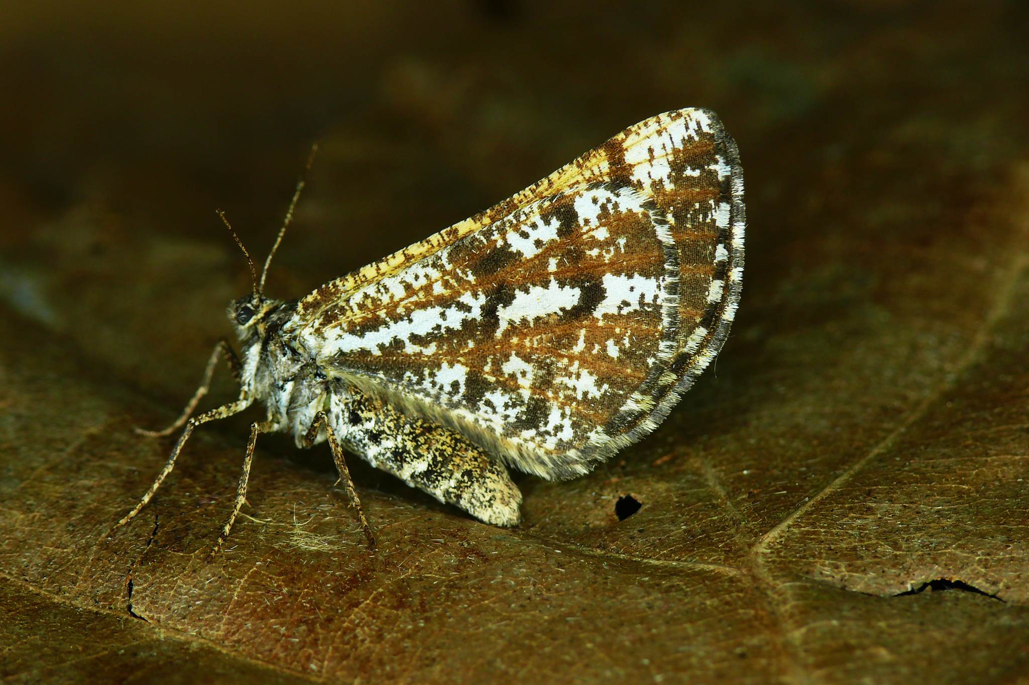 Bupalus piniaria