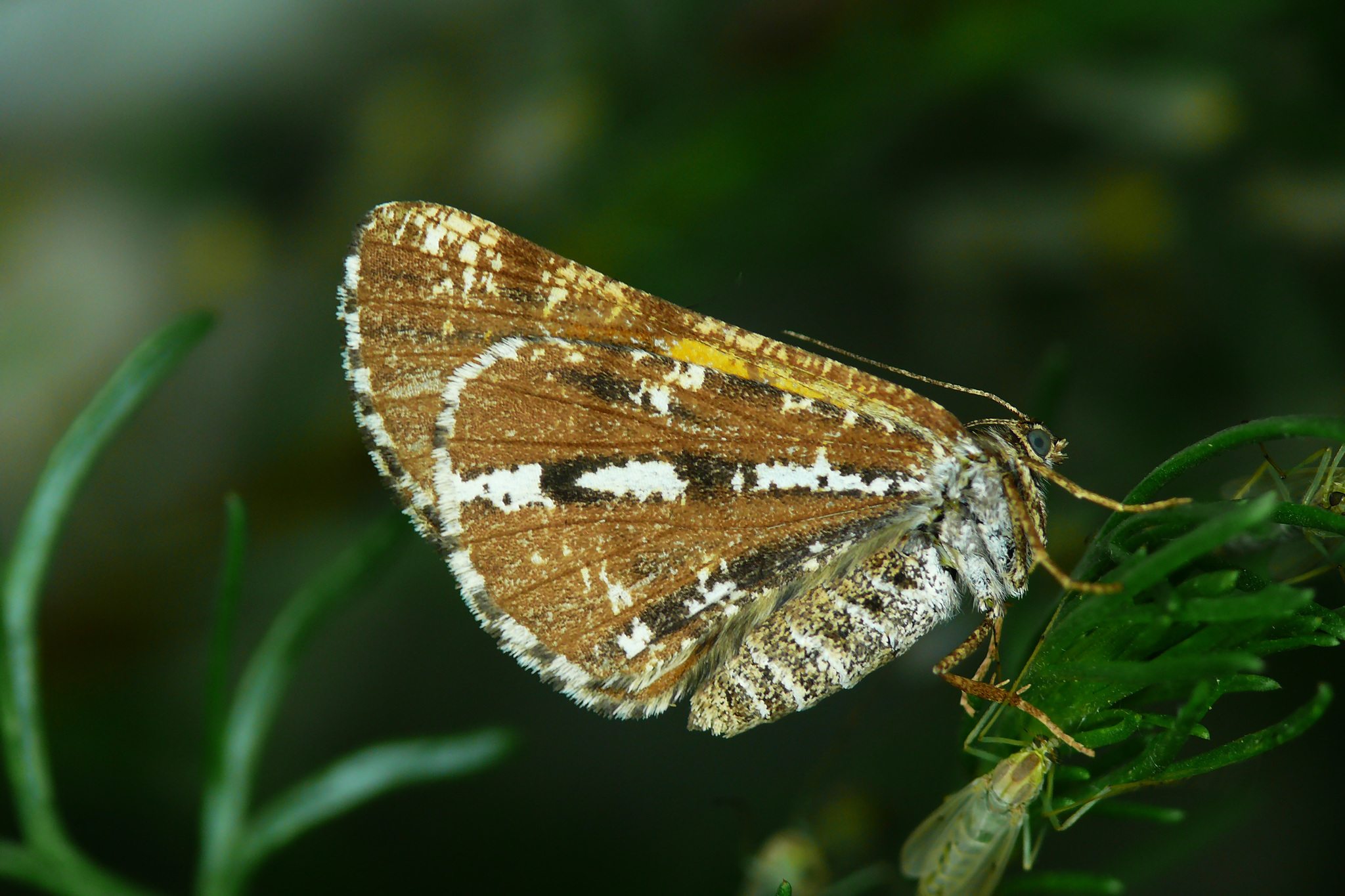 Bupalus piniaria