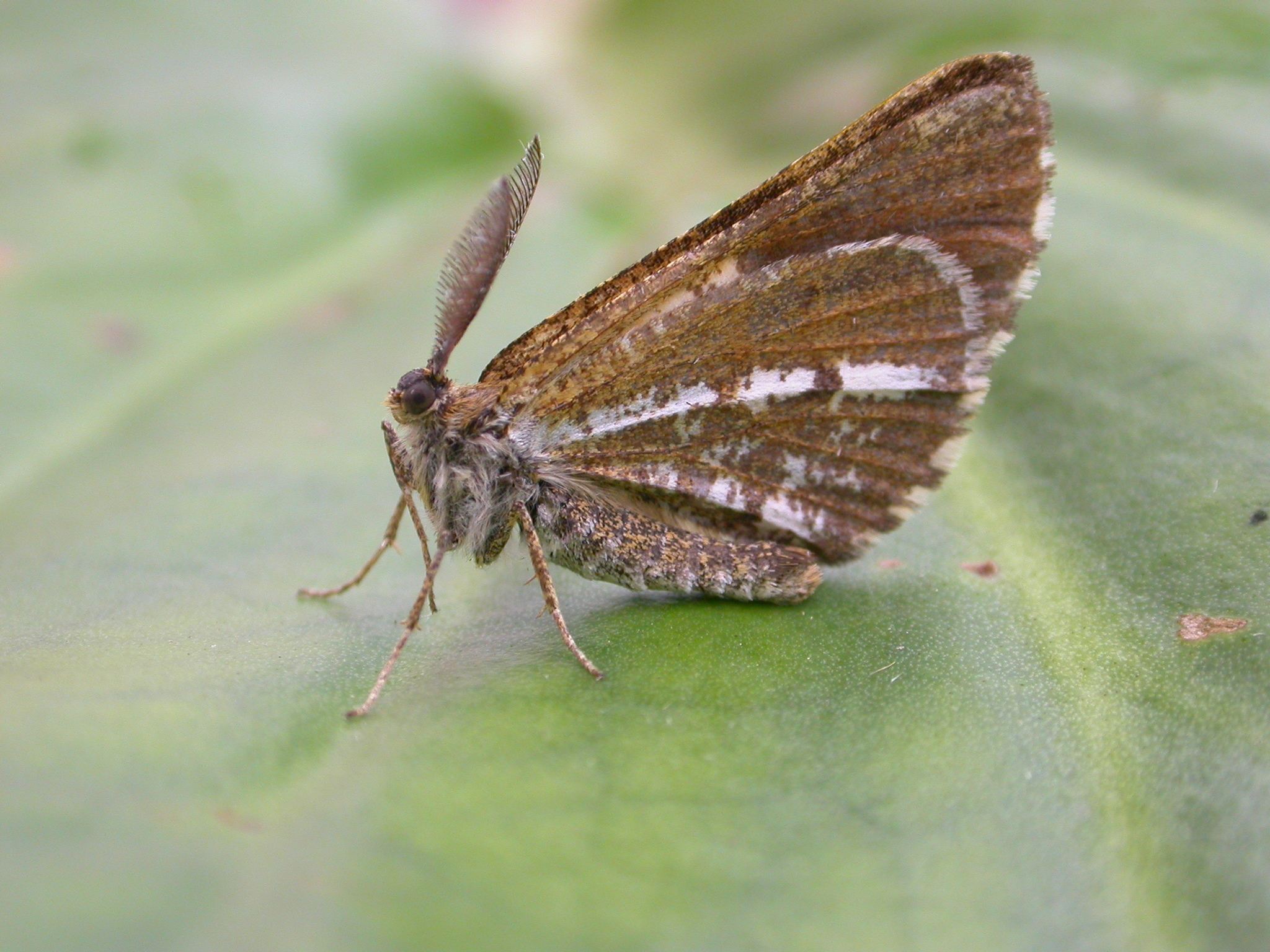 Bupalus piniaria