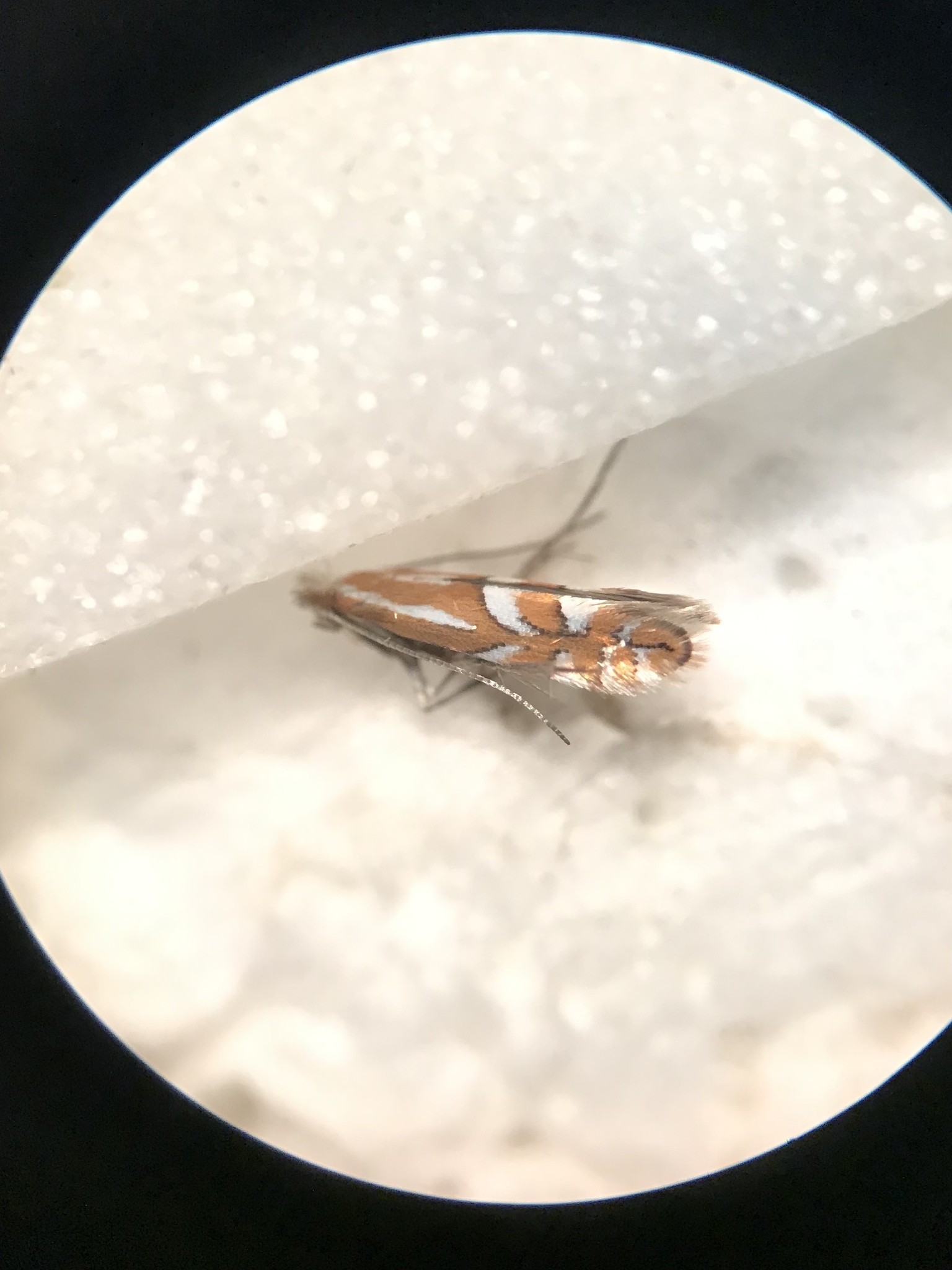 Phyllonorycter crataegella