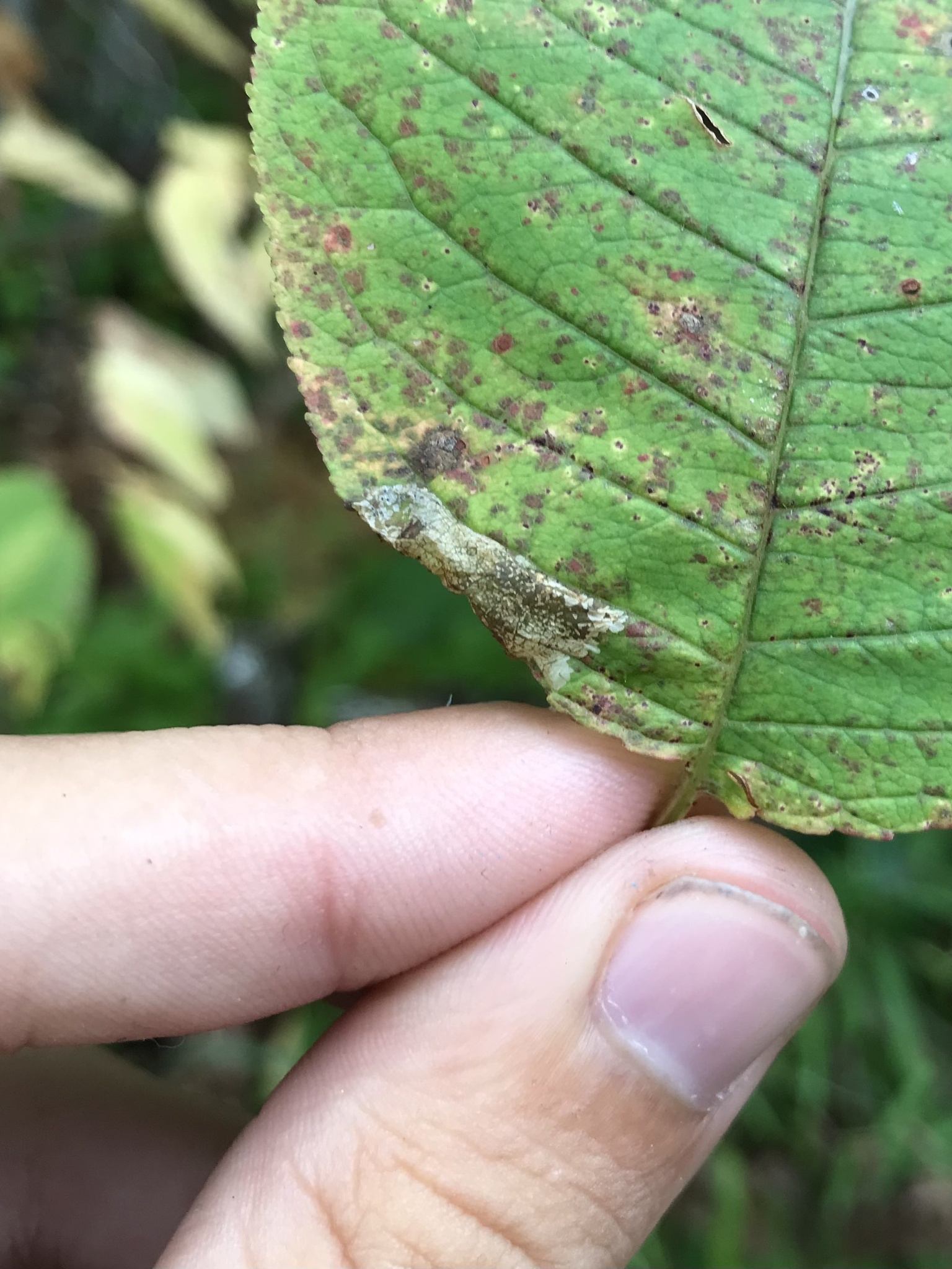 Phyllonorycter crataegella