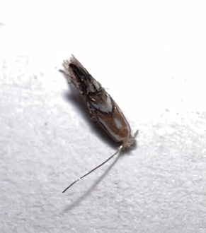 Phyllonorycter crataegella