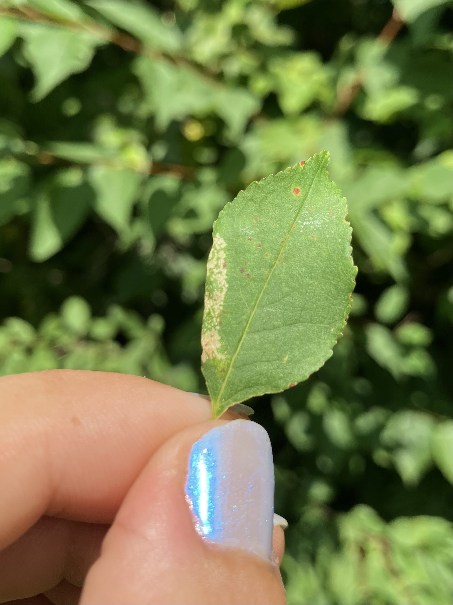 Phyllonorycter crataegella
