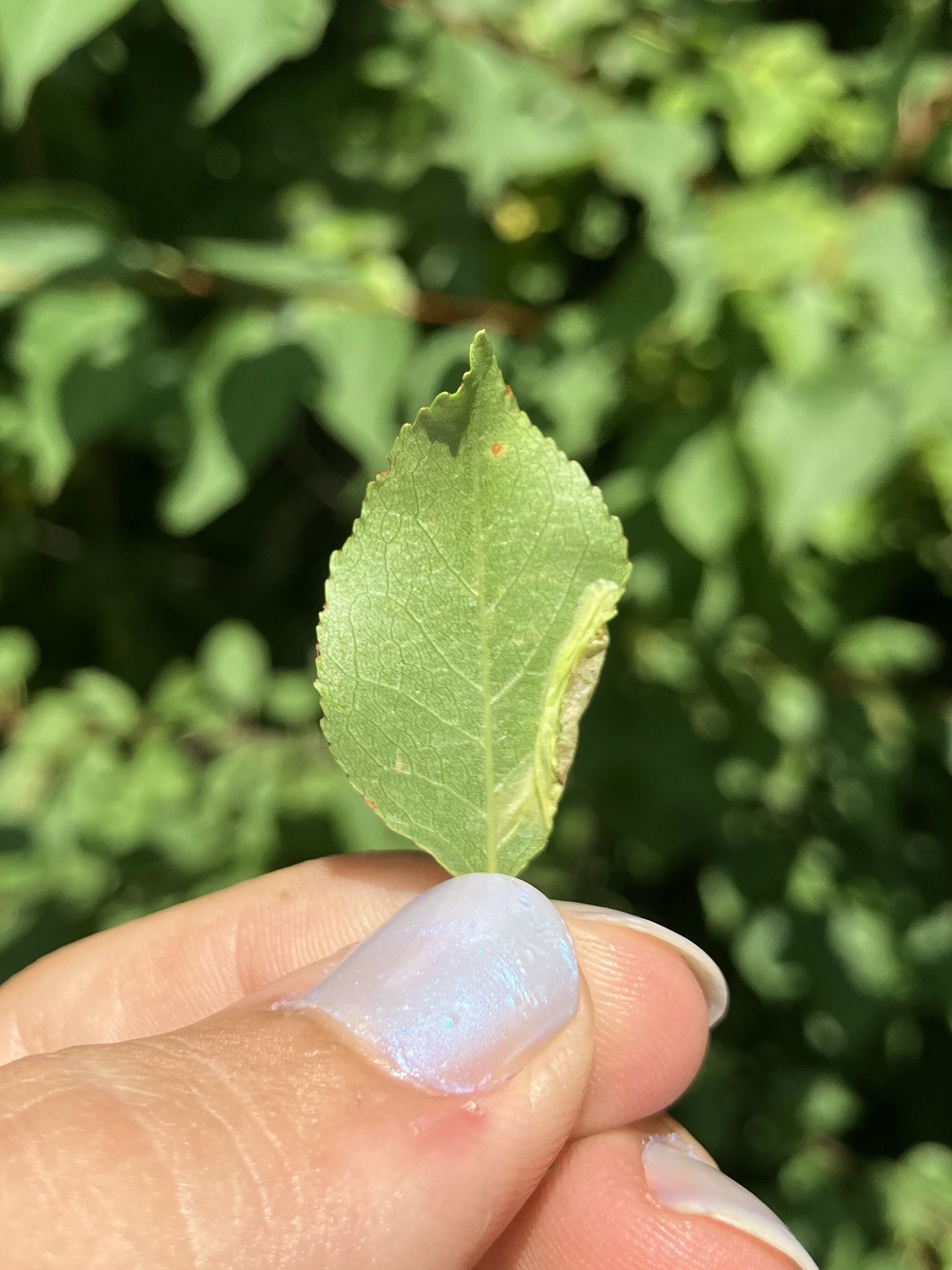 Phyllonorycter crataegella