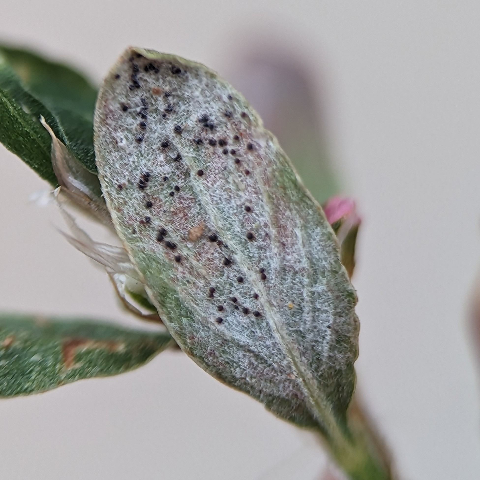 Erysiphe polygoni
