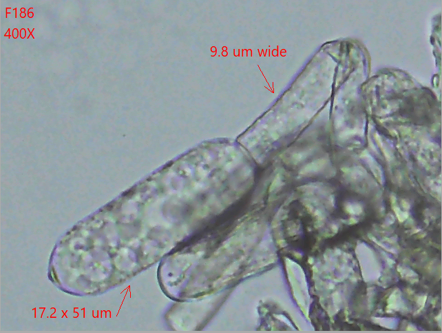 Erysiphe polygoni
