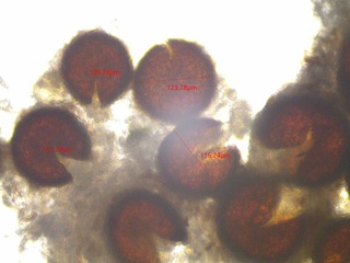 Erysiphe polygoni