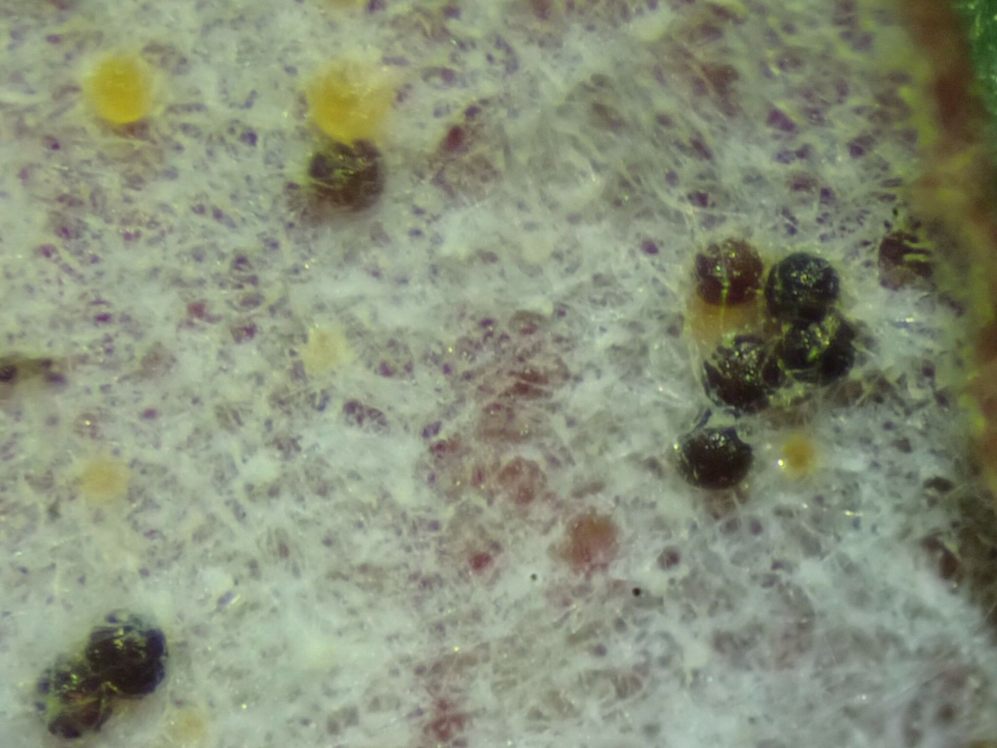 Erysiphe polygoni