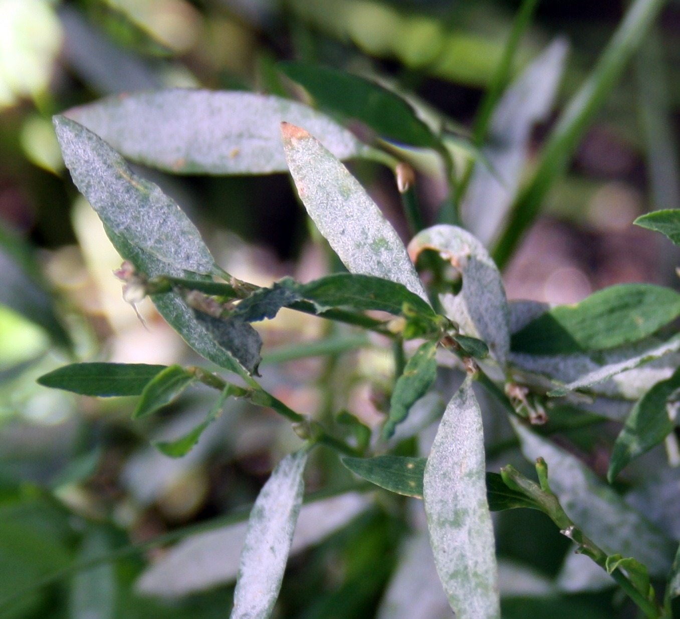 Erysiphe polygoni