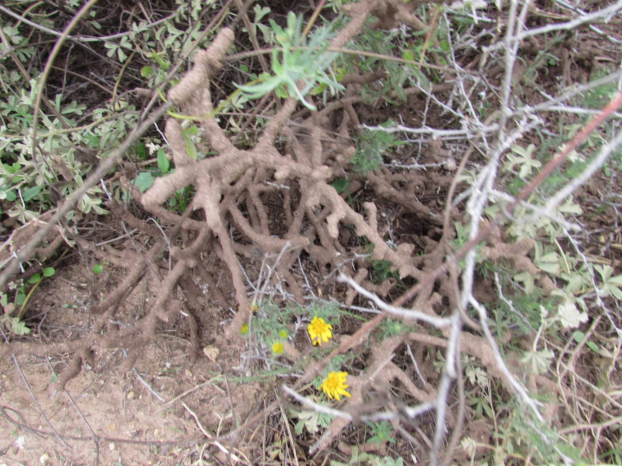 Gnathamitermes