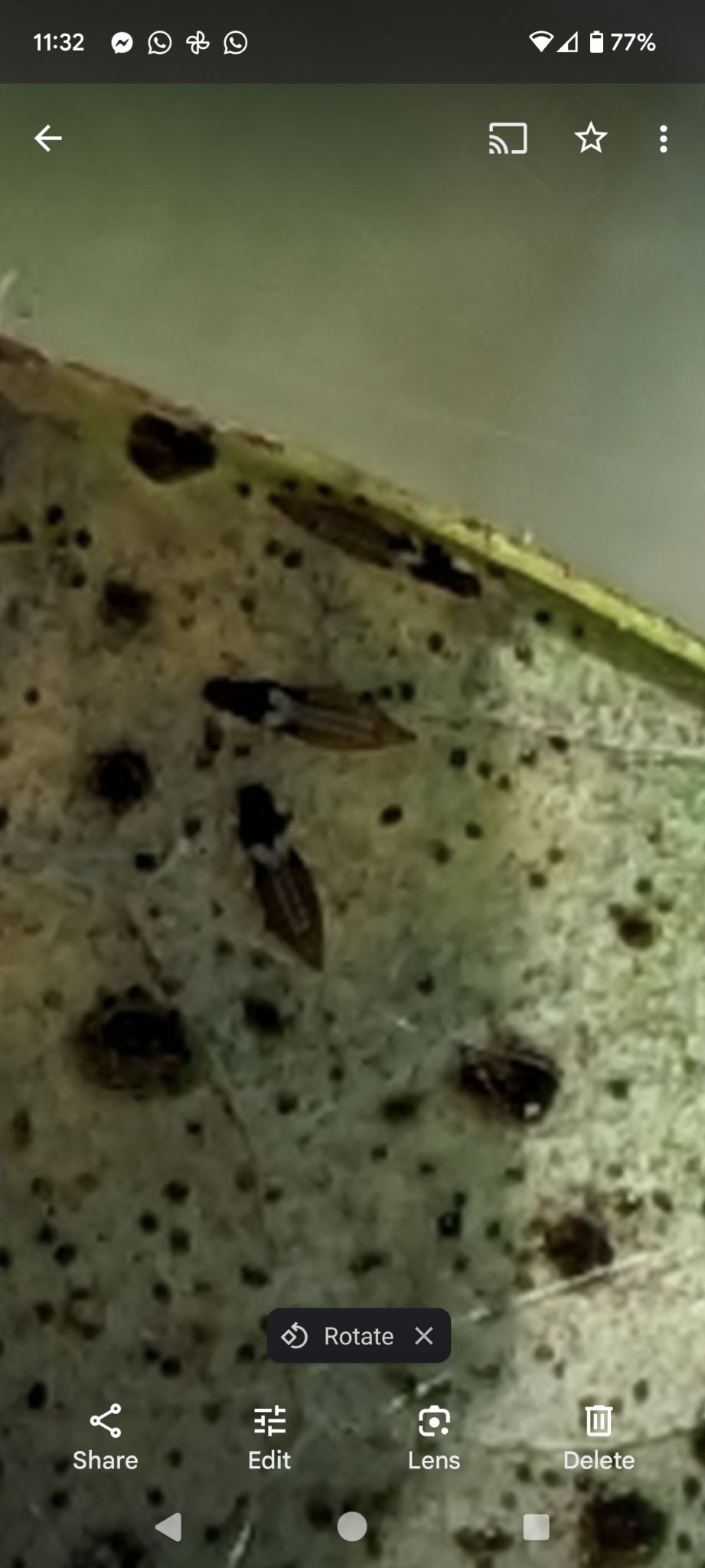 Thrips imaginis